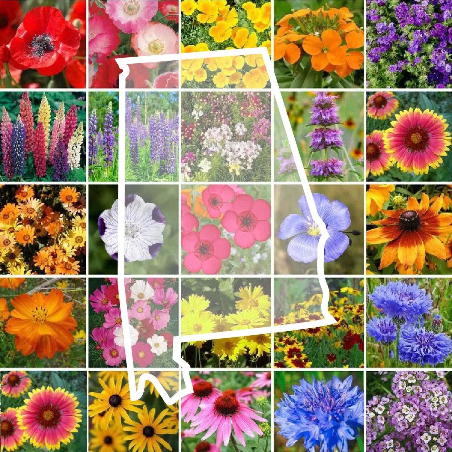 Wildflower Seed Mix - Alabama State Perennial & Annual - 25 Native Wildflower Species - Non-GMO Seeds for Pollinator Gardens