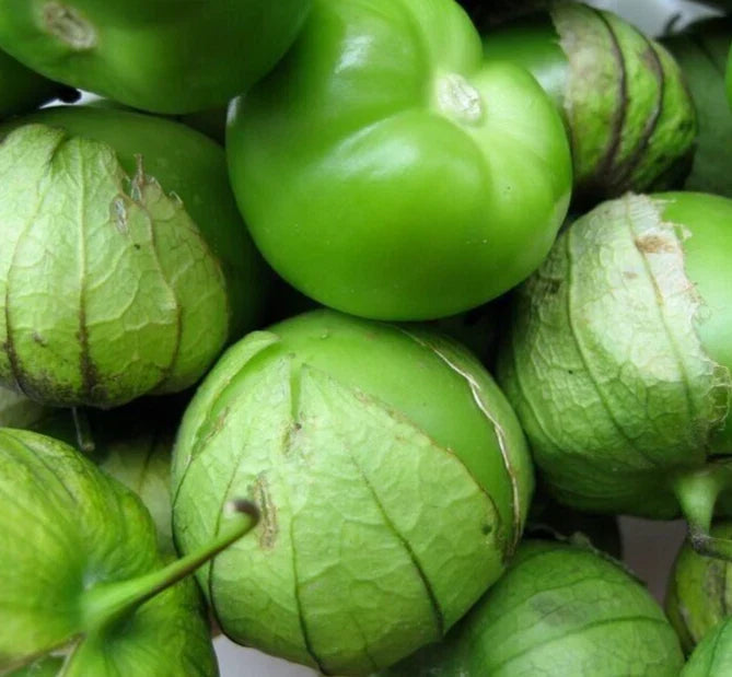 Tomatillo Seeds 200+ Verde Latin American Culinary Vegetable for Garden Planting, Physalis ixocarpa