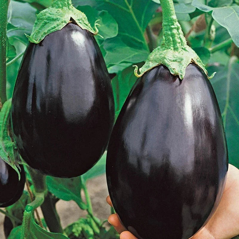 Black Beauty Eggplant Seeds – Organic Heirloom, Non-GMO, 200+ Seeds, Solanum melongena, for Home Garden & Raised Beds