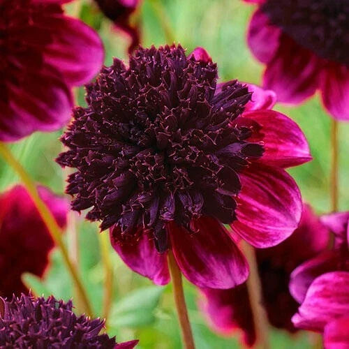 25 Rock Star Dahlia Seeds | Flowering Perennial | Vibrant Dahlia pinnata Blooms | Garden Flower Seeds for Borders & Cut Flowers