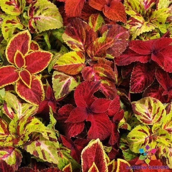 Coleus Seeds Pack - 25+ Wizard Select Mixture - Colorful Foliage - Solenostemon scutellarioides - Easy to Grow Garden Plants