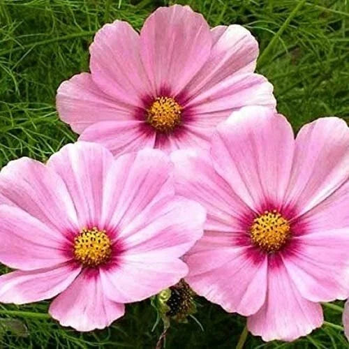 Cosmos Seeds - Gloria Variety, Non-GMO, 200 Packets, Vibrant Magenta Blooms, Butterfly and Bee Attractant, Cosmos bipinnatus