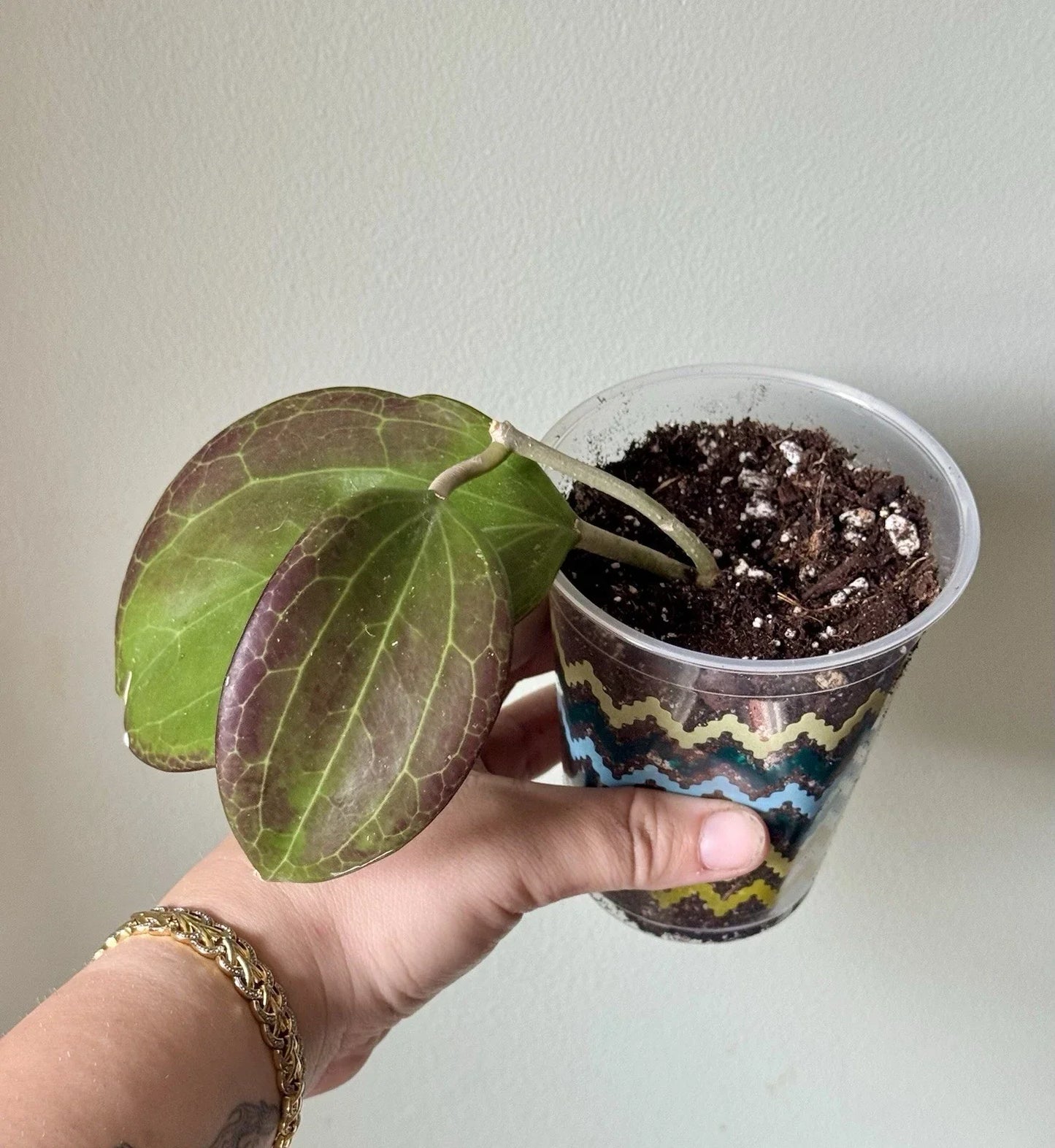 Hoya Quinquenervia Rooted Cutting - Trailing Houseplant with Sunstressed Foliage - Easy Care Indoor Plant in 4-Inch Pot
