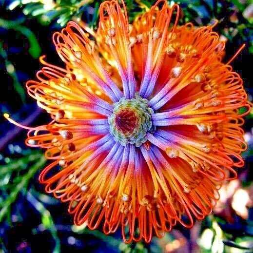 Banksia ericifolia Little Eric Tree Seeds | Rare Lantern Fireworks Variety | Vibrant Flowering Plant Seeds