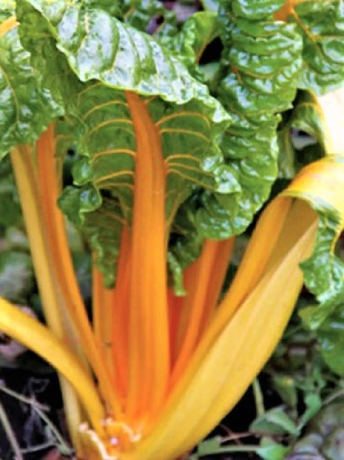 Orange Fantasia Swiss Chard Seeds - 100+ Non-GMO Seeds - Bright Orange Stems - Beta vulgaris subsp. cicla