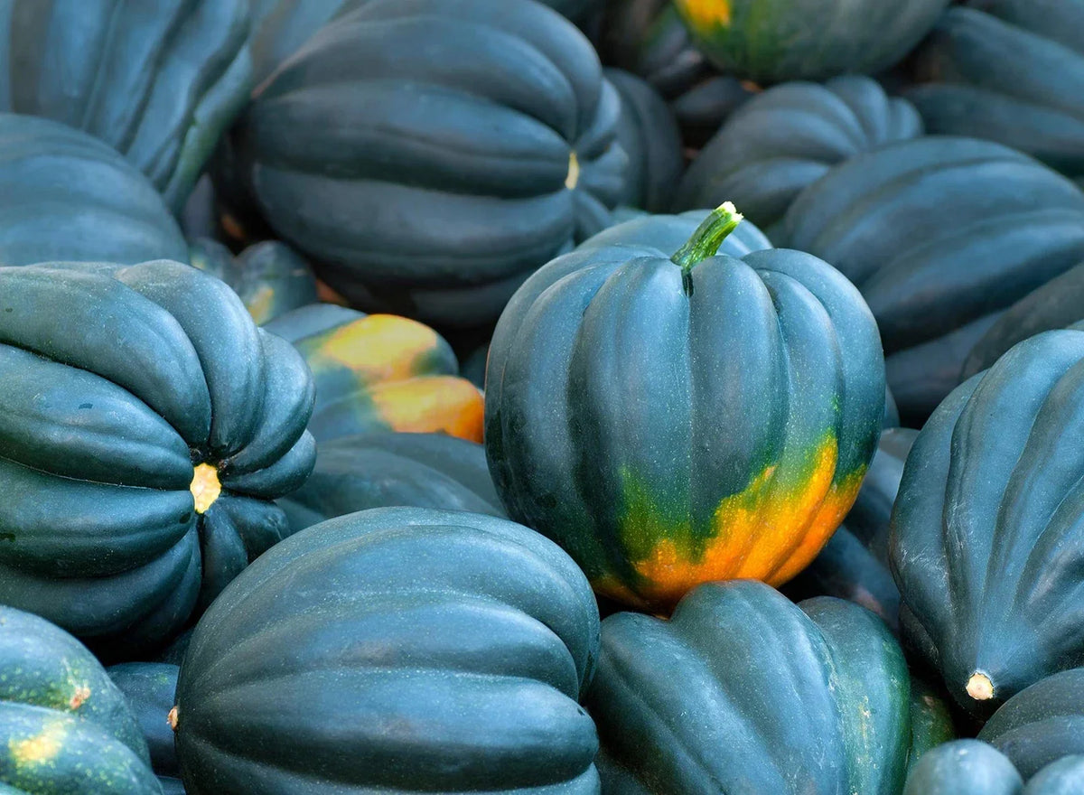 Acorn Squash Seeds - 50+ King Table Variety - Cucurbita pepo - Nutty Flavor for Planting, Easy to Grow, Ideal for Home Gardens
