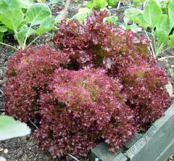 Lettuce Seeds 25+ Heirloom Lolla Rosa Red Leaf Non-GMO (Lactuca sativa) - Crisp Dark Leaves for Home Gardening