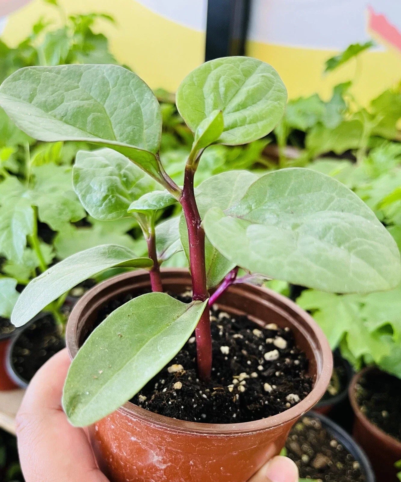 Red Malabar Spinach Seeds – 30+ Pack, Mồng Tơi Đỏ, Basella alba, Tropical Climbing Vine for Gardens & Containers