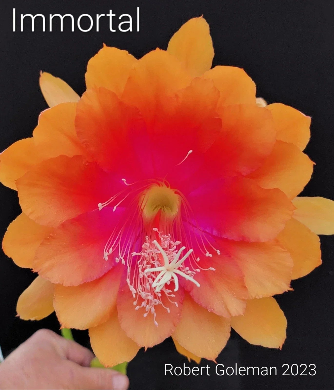 Epiphyllum 'Immortal' Unrooted Cutting – Rare Orchid Cactus Houseplant Propagation | Epiphyllum oxypetalum