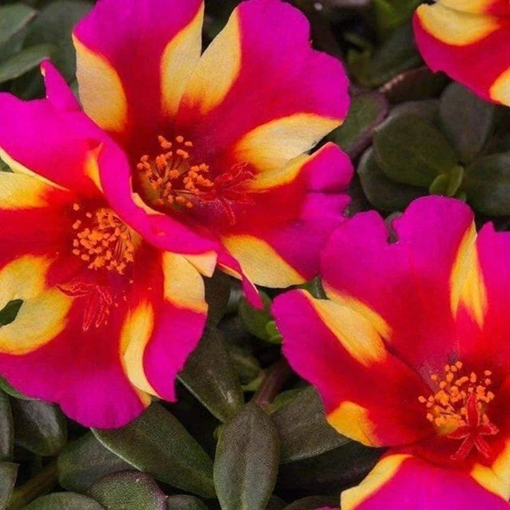 Watermelon Punch Succulent Plant – Portulaca oleracea – Colorful Ground Cover – Live Plant for Garden or Container