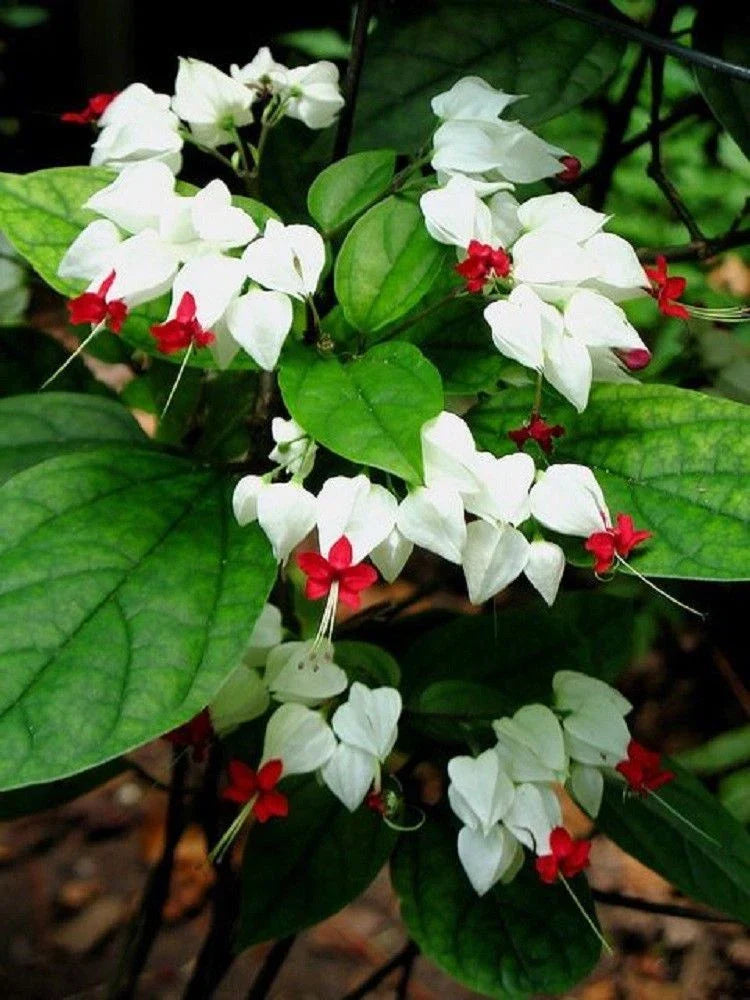 White Red Bleeding Heart Seeds – Perennial Flower Seeds for Shade Gardens – Lamprocapnos spectabilis, 25 Seeds