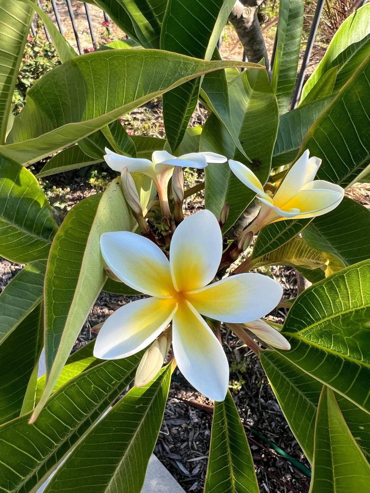 Well-Rooted Plumeria Plant 3 Branches White Yellow Blooms Frangipani (Plumeria) 9-12 Inches