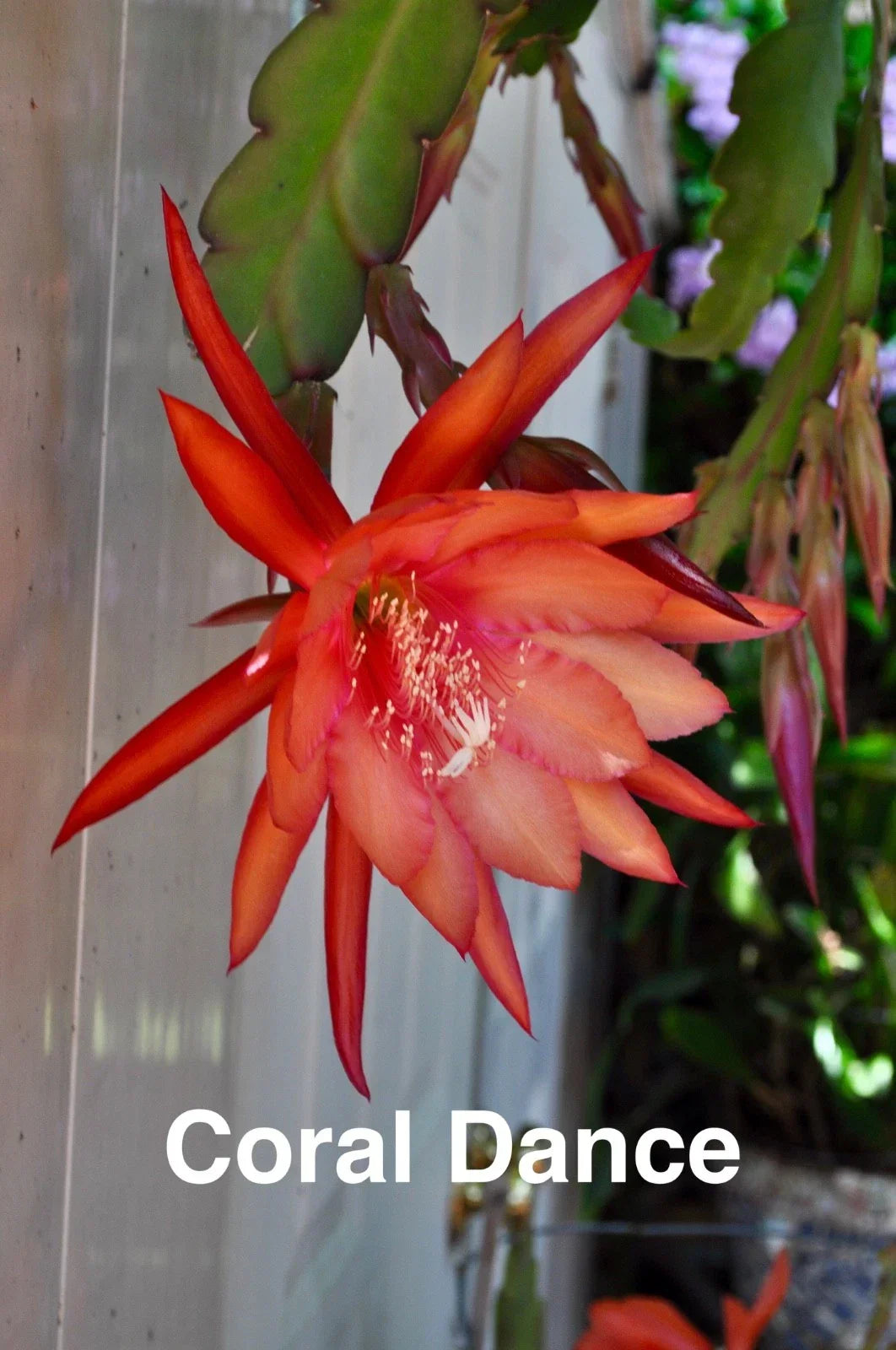 Epiphyllum Orchid Cactus Cuttings – Coral Dancer Variety with New Growth – Epiphyllum oxypetalum Indoor Plant