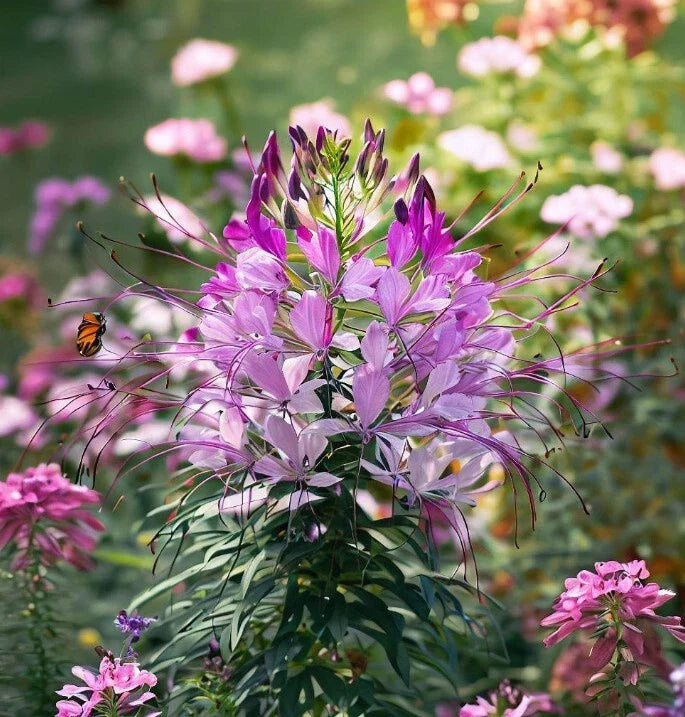 Cleome Serrulata Seeds - Rocky Mountain Beeplant - Tall Pollinator Garden Flower Seeds - Spiky Blooms for Bees and Pollinators