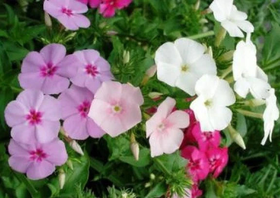 Phlox Seeds - 50 Mixed Colors - Phlox drummondii - Annual Flower Seeds for Gardens, Borders, and Containers