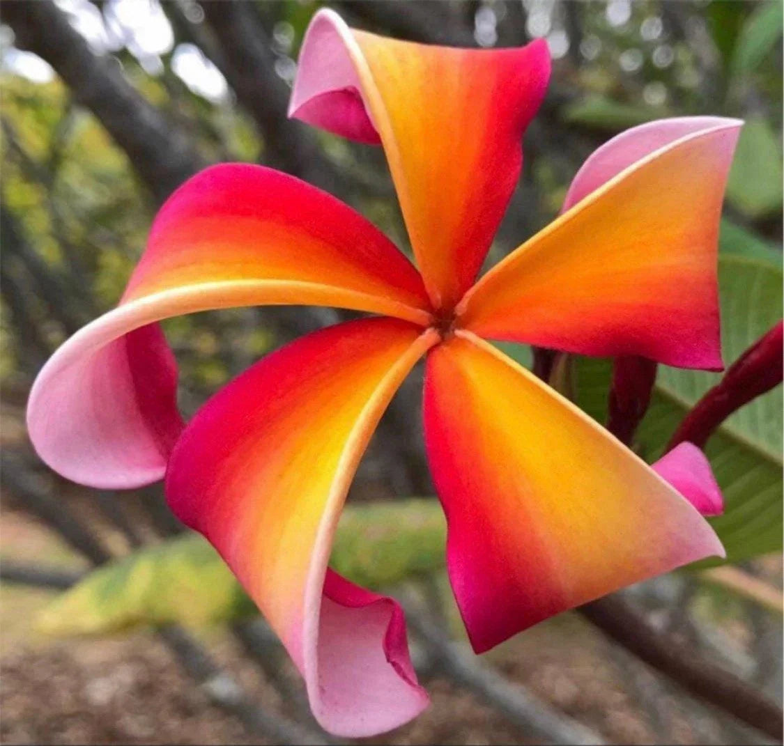 Rooted Plumeria Plant Cutting - Teresa Wilder - Frangipani (Plumeria spp.) - 13-inch with 1 Tip for Gardens and Patios