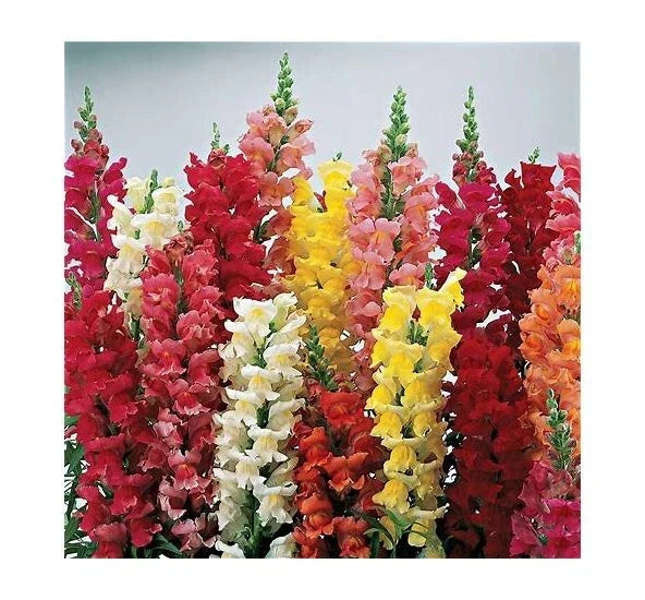 Snapdragon Seeds - Liberty Clastic Mix - 25 Pack - Antirrhinum majus - Vibrant Flower Seeds for Garden, Borders, Containers