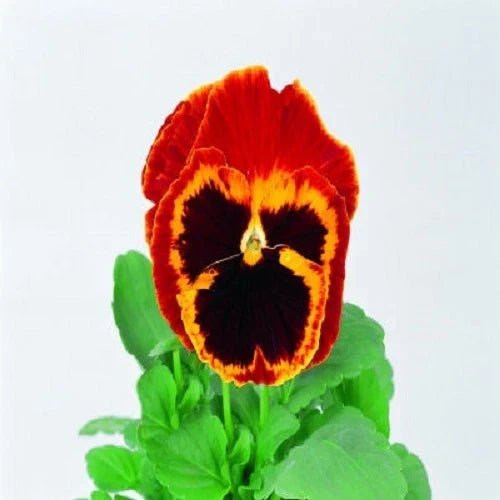 Pansy Seeds 50 Pack Swiss Giant Red & Gold Viola tricolor var. hortensis for Borders, Containers, Garden