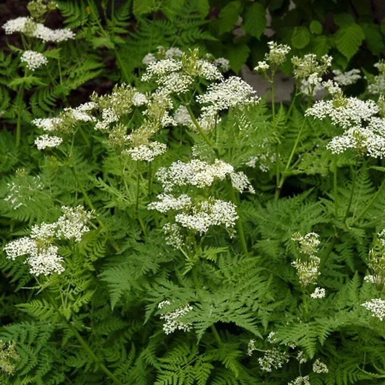 Anise Seeds 2000 Count Non-GMO Pimpinella anisum for Culinary & Gardening | USA Seller