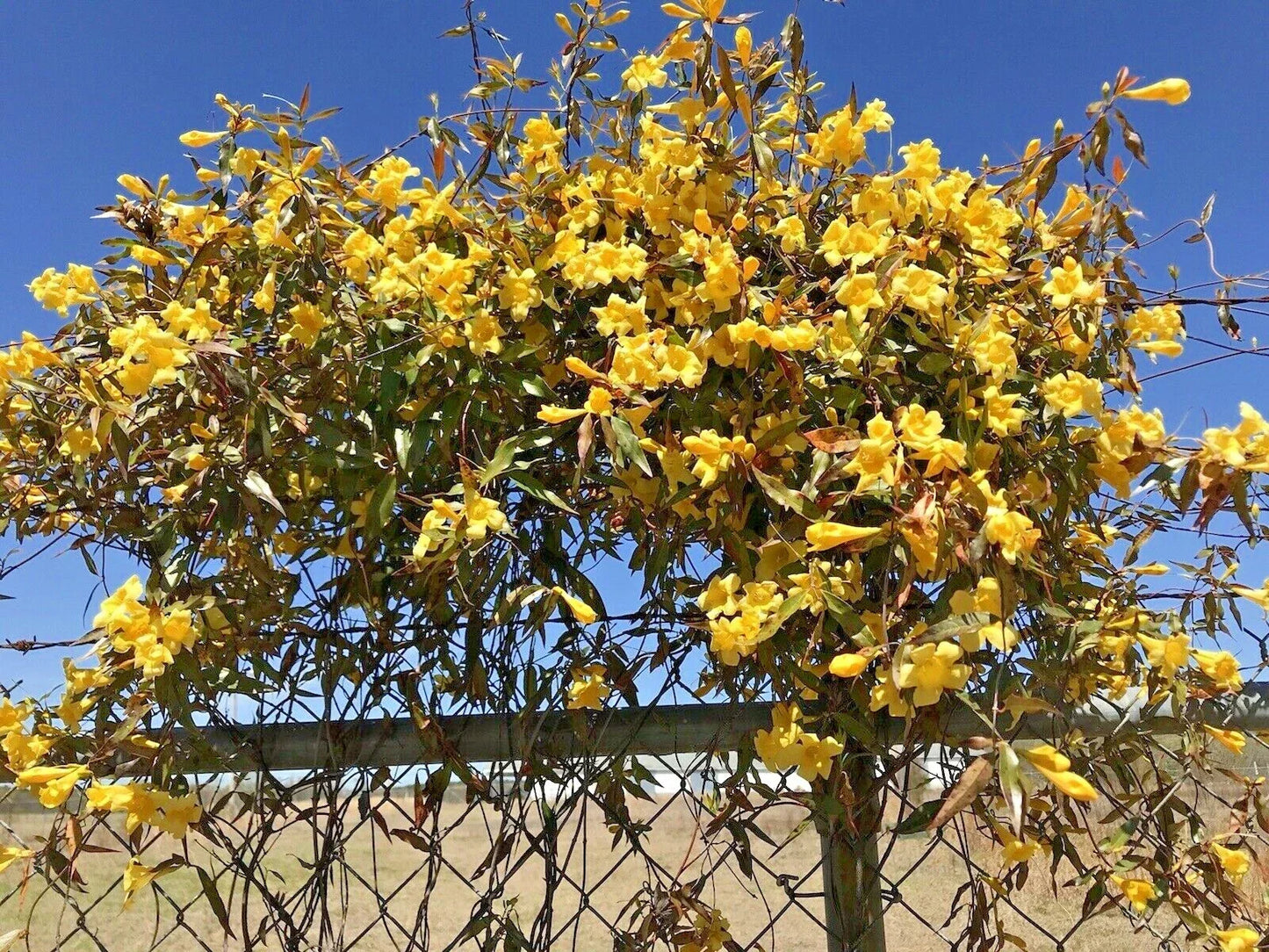 Carolina Jasmine Climbing Plant – Bare Root Starter Vines – Yellow Gelsemium sempervirens for Hummingbirds & Gardens
