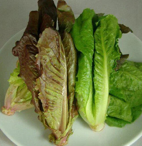 Red Romaine Lettuce Seeds - 500+ Non-GMO Lactuca sativa Heirloom Salad Greens for Home Gardens, Containers, and Raised Beds