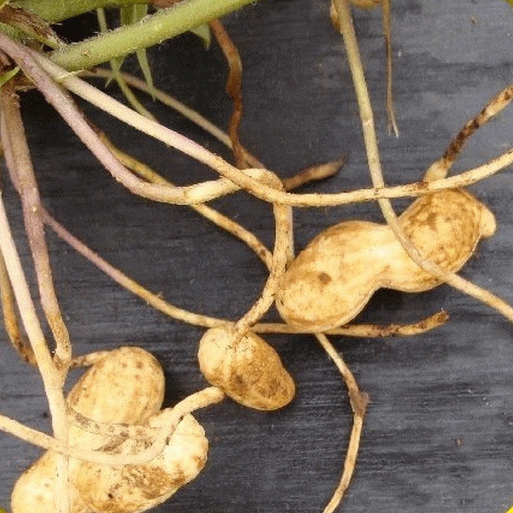 Virginia Jumbo Peanut Seeds - 15+ Non-GMO Arachis hypogaea for Organic Gardening, Bountiful Harvest, Easy to Grow in Home Gardens