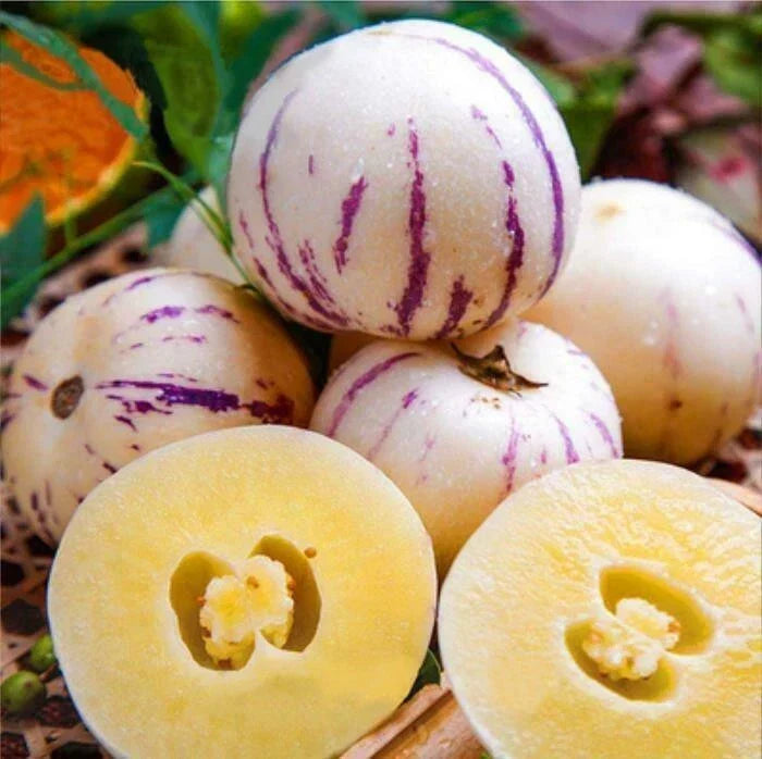 Pepino Melon Seeds 10 Pack - Solanum muricatum Exotic Fruit, Melon Pear, Sweet Cucumber, Juicy, Edible Plant Seeds