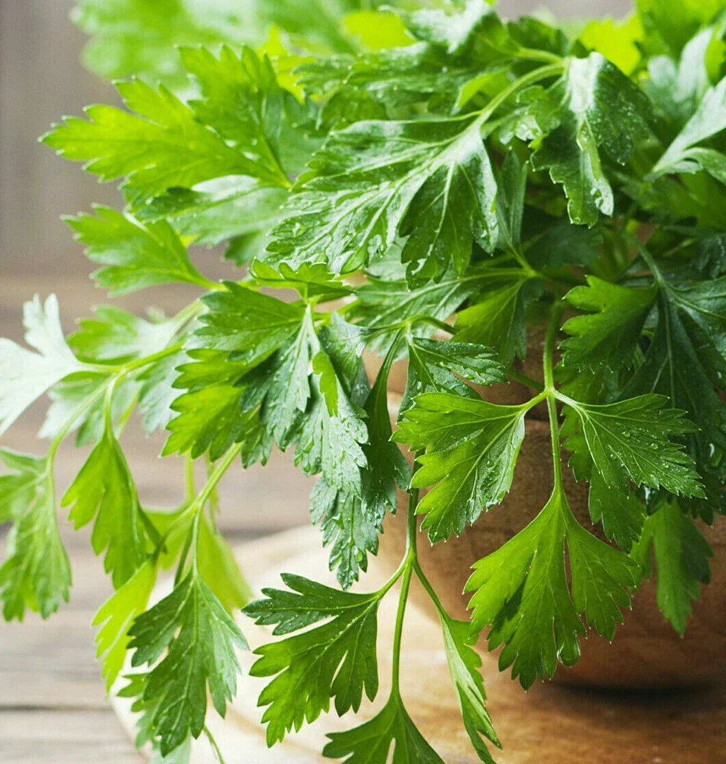 Giant Italian Flat Leaf Parsley Seeds | Herb Garden Seeds for Planting | Petroselinum crispum var. neapolitanum