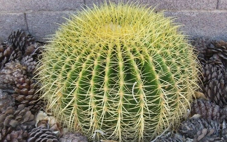 Golden Barrel Cactus Seeds - Pack of 100+ Echinocactus grusonii for Drought-Tolerant Garden and Indoor Planting