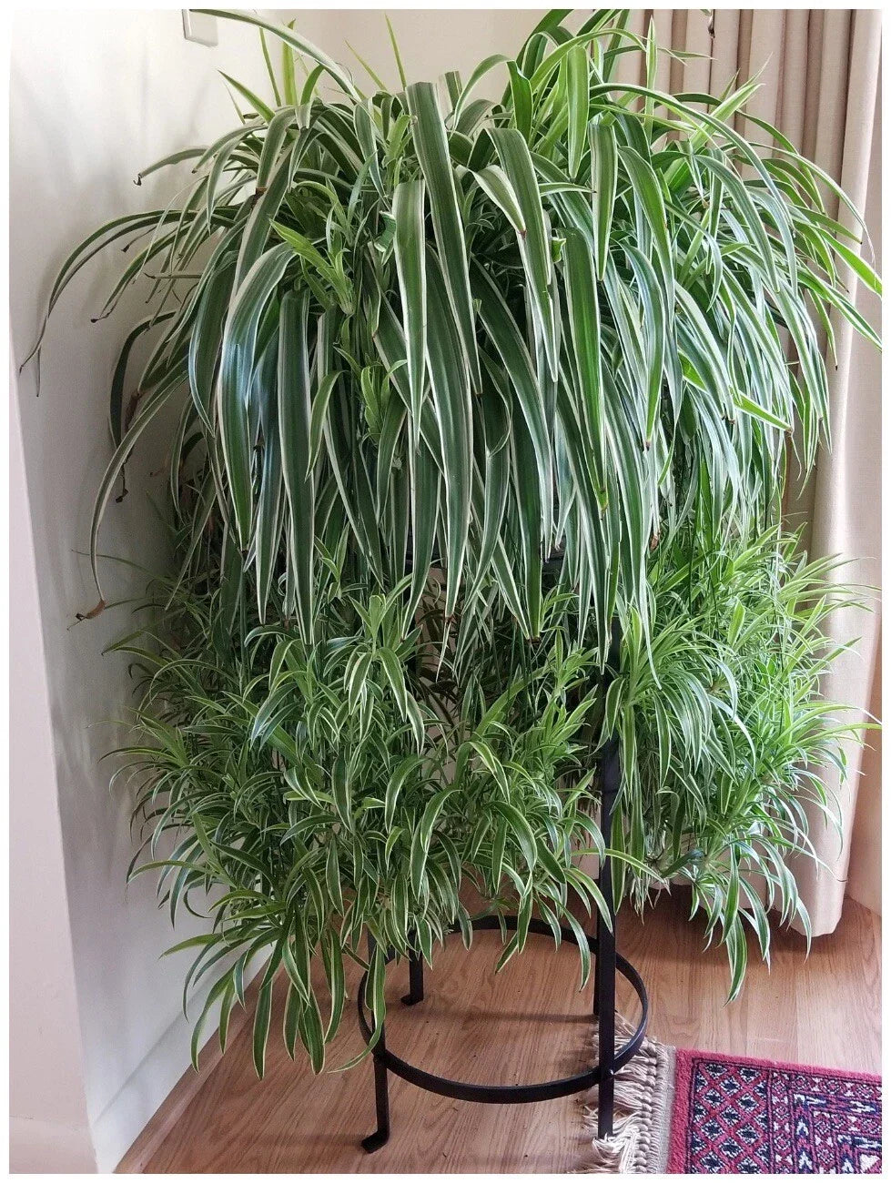 Spider Plant Live Herbs – 3 Healthy Chlorophytum comosum Indoor Outdoor Plants – Easy to Grow Green Foliage