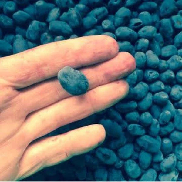 Indigo Gem Honeyberry Plant - 1 Rooted Starter Edible Shrub, Lonicera caerulea, Chemical-Free, Zones 2-8