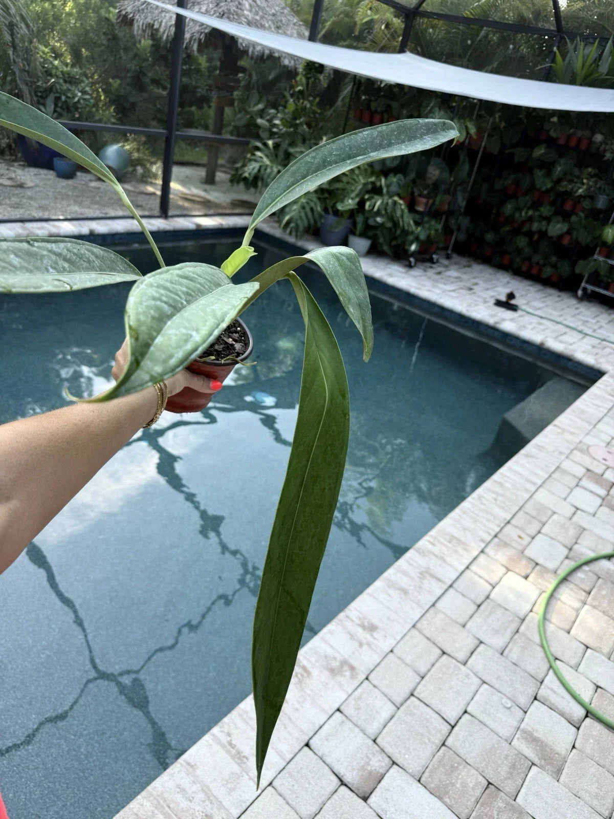 Anthurium Decurrens Live Houseplant – Tropical Green Foliage, Indoor Plant, Easy Care, Free Shipping