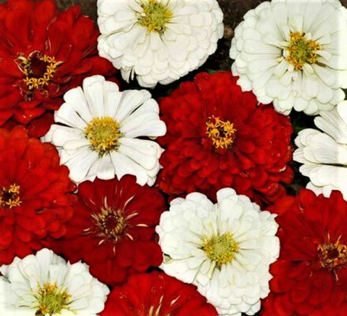 Zinnia Seeds - Stop Sign Variety - Colorful Garden Blooms - Zinnia elegans - Easy to Grow Annual for Borders & Containers