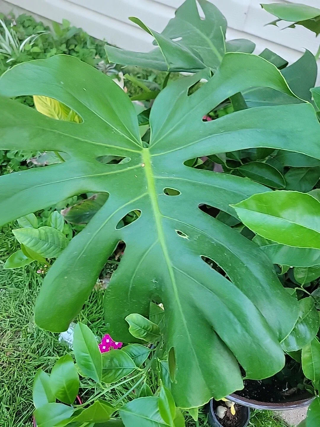 Monstera Deliciosa Live Plant in 4-Inch Pot, Swiss Cheese Indoor Houseplant, Evergreen Tropical Foliage