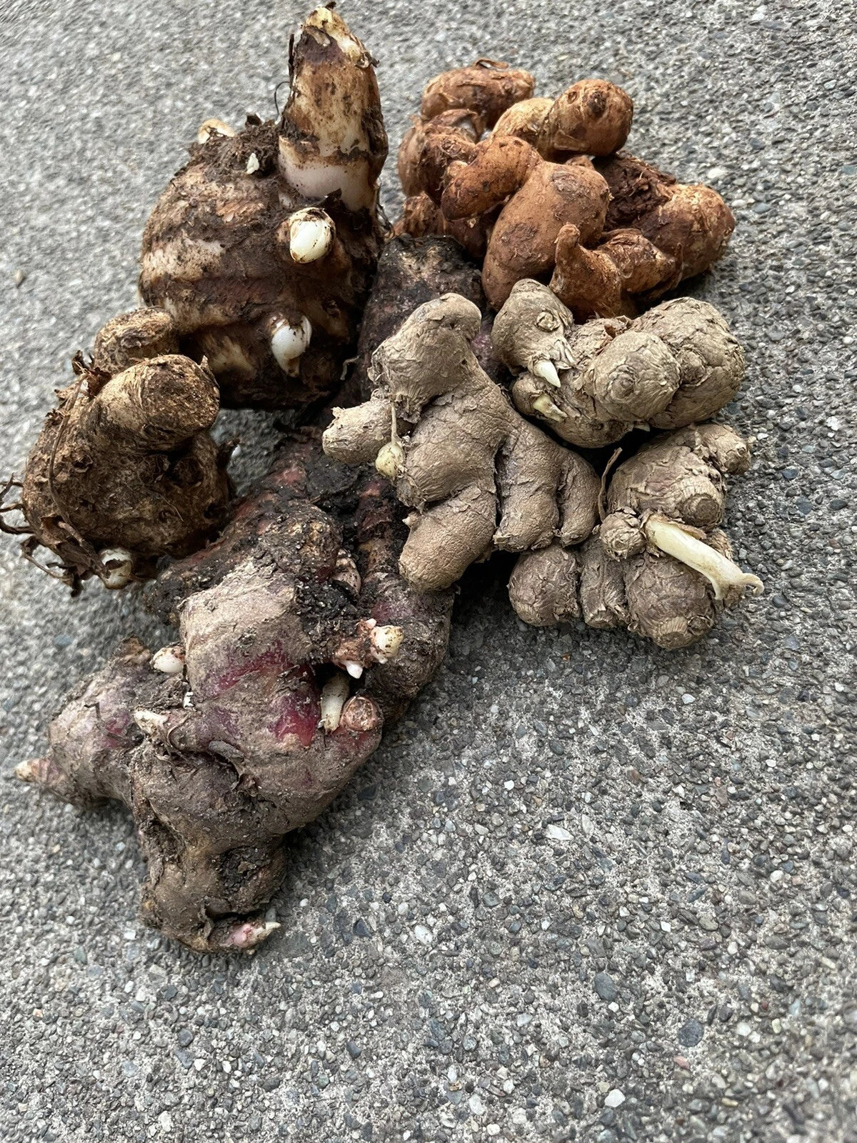 Ginger Roots Set – Black Ginger, Red Ginger, Aromatic Ginger & Black Turmeric – Culinary Herbs for Flavorful Dishes