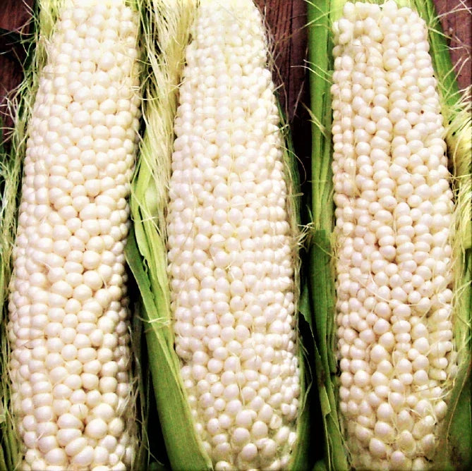Country Gentleman Sweet White Corn Seeds | Heirloom Shoepeg Variety | Zea mays | Non-GMO, Heirloom, Sweet Corn Seeds