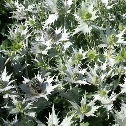 Eryngium giganteum 'Silver Ghost' Sea Holly Seeds - 10 Pack, Drought-Tolerant Perennial with Silver Foliage, Pollinator-Attracting, Full Sun