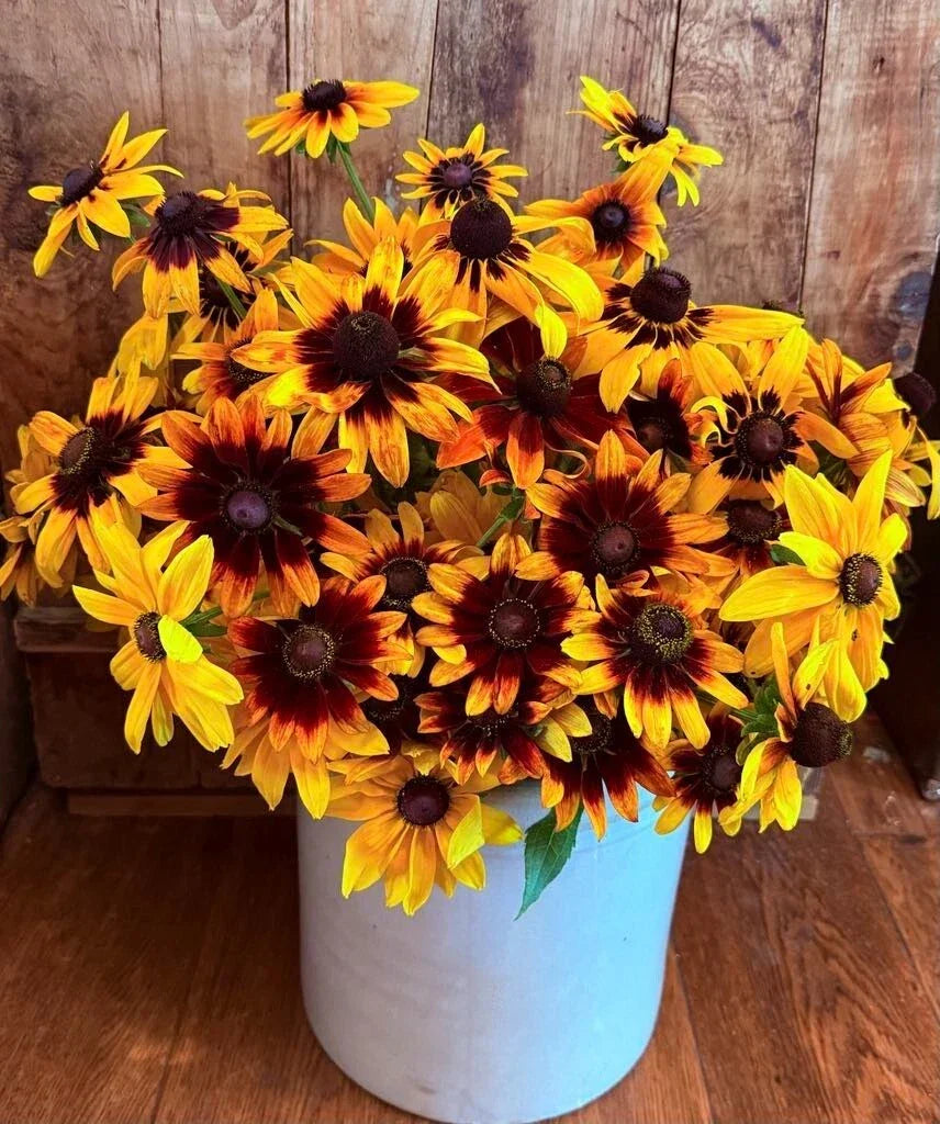 Gloriosa Daisy Seeds 1000 Heirloom Non-GMO Rudbeckia Hirta Perennial Flower Seeds for Native Gardens