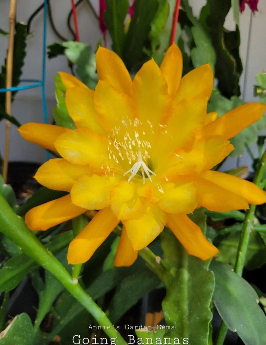 Epiphyllum Going Bananas Orchid Cactus 4-Inch Pot - Exotic Indoor Houseplant with Unique Banana-Shaped Leaves