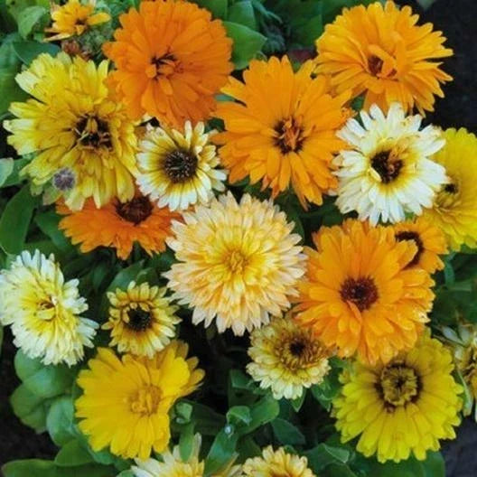 Calendula Seeds - Fiesta Gitana Dwarf Mix - Edible Heirloom Marigold Flowers - 100 Seeds - Calendula officinalis