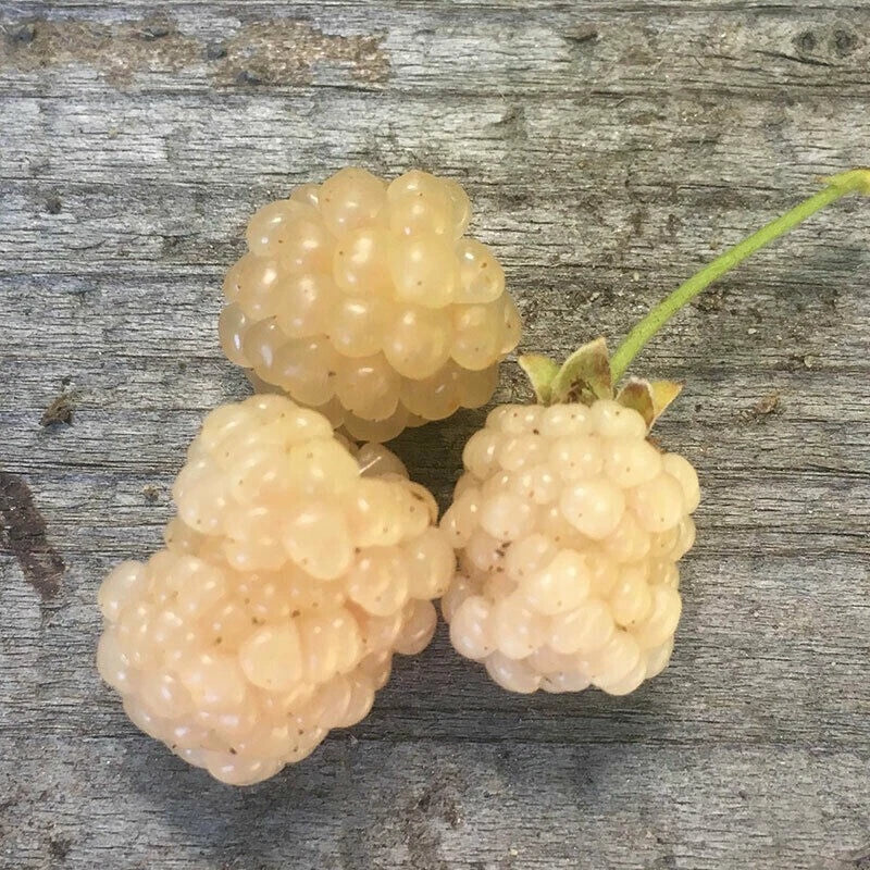 Snowbank White Blackberry Live Plant – Rubus fruticosus 'Snowbank' – White Berries, Hardy Zones 5-8, Edible Fruit, Pollinator-Friendly