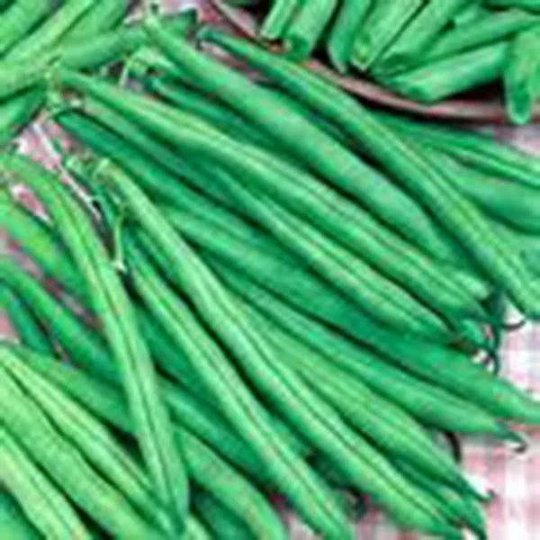 Tendergreen Bush Bean Seeds – Heirloom Phaseolus vulgaris, 100+ Non-GMO Seeds for Home Gardening, Easy to Grow, High Yield