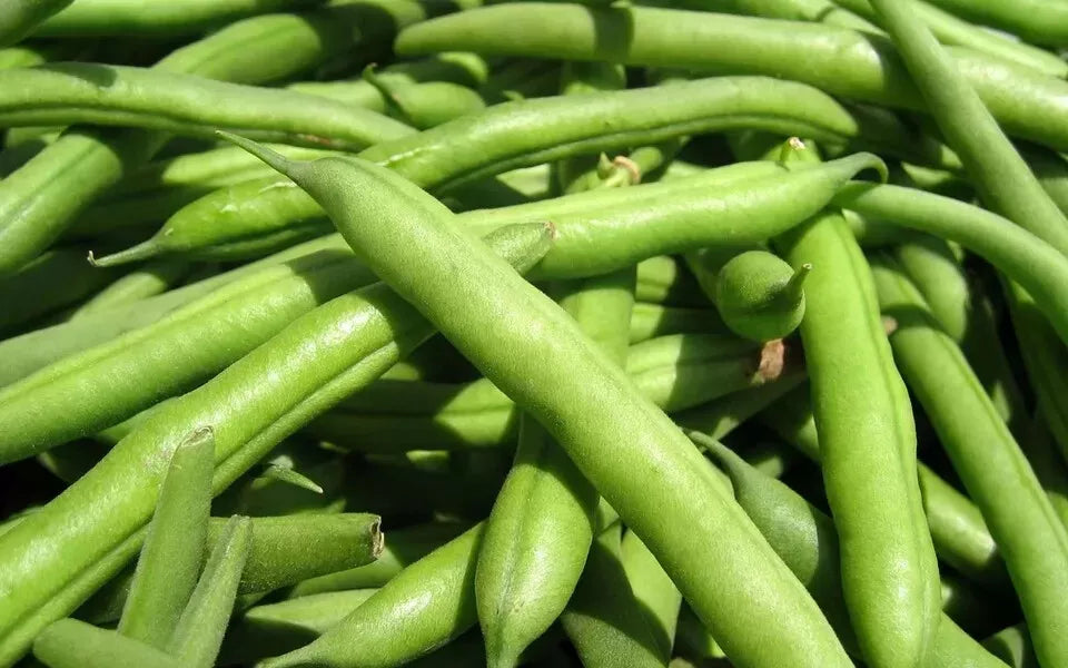Green Bean Seeds - State Half Runner Variety - Non-GMO Phaseolus vulgaris - Pack of Fresh Seeds for Home Gardening
