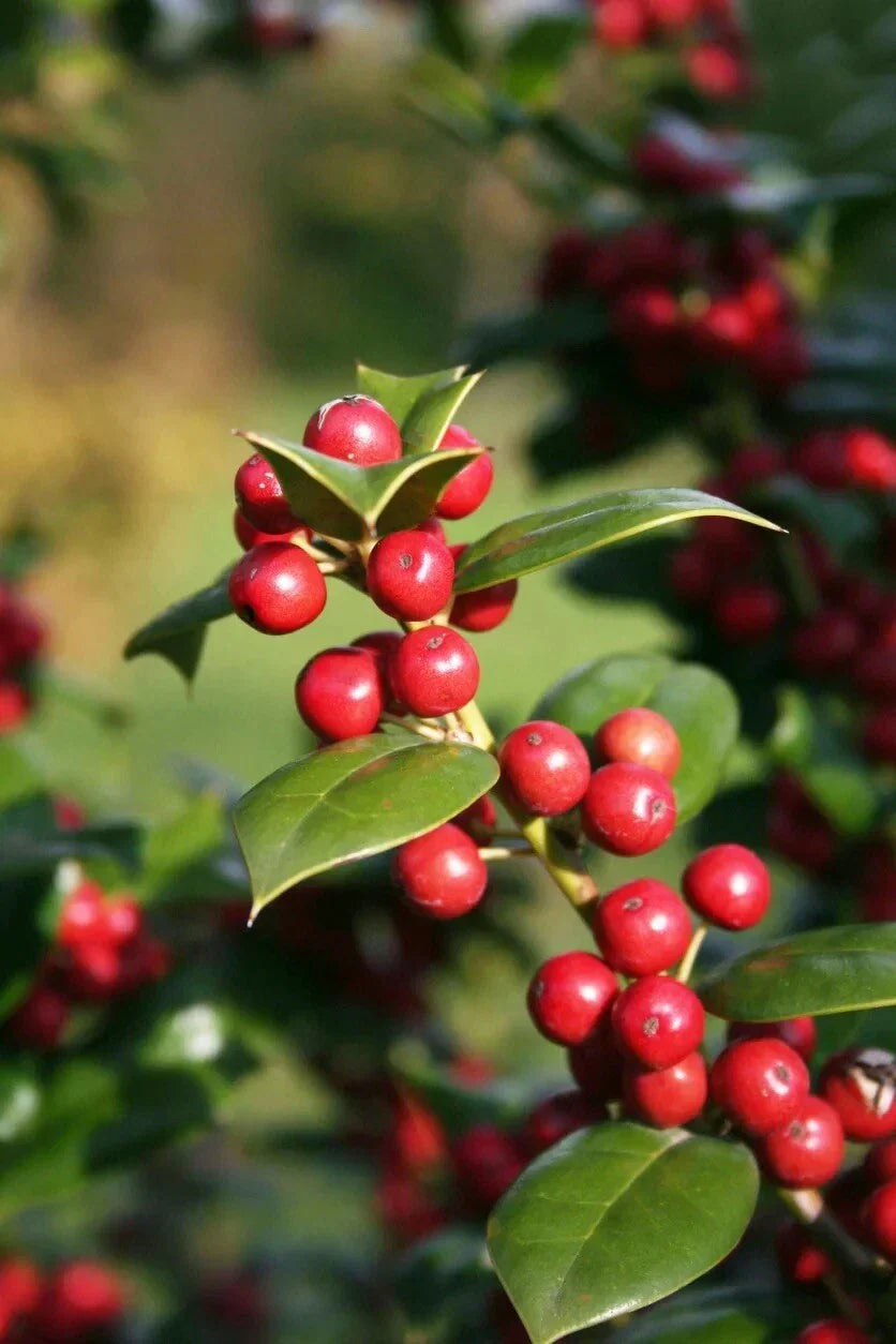Chinese Holly Seeds Pack – Ilex Cornuta Evergreen Shrub for Ornamental Gardens, Hedge, Landscape, 20+ Seeds