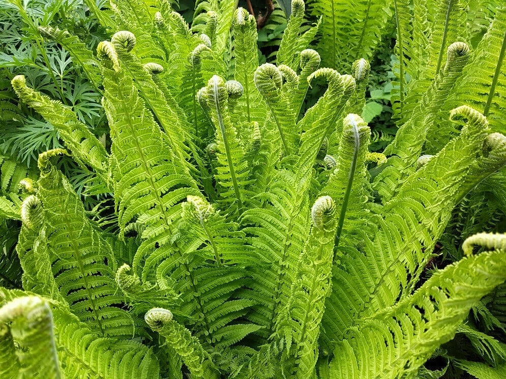 Fiddlehead Fern Bare Root Plant - Matteuccia struthiopteris - Shaded Garden Landscaping, Wildlife Attracting, Low Maintenance