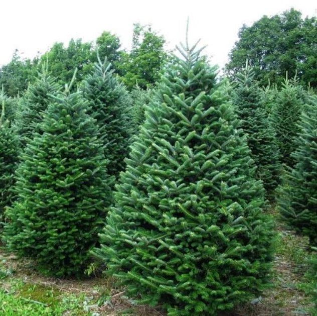 Noble Fir Live Barrenoot Tree 10-16 Inches Abies Procera Cold Hardy Conifer for Zones 5-6