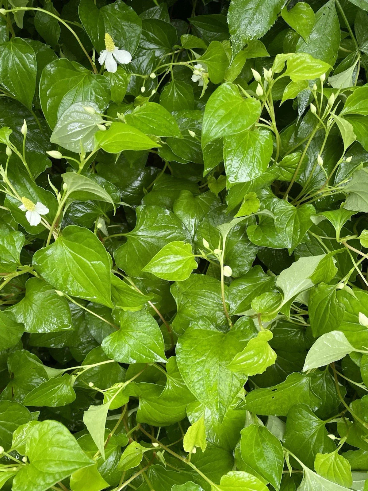 Bare Root Houttuynia Cordata Plants - Fish Mint Live Herbal Edible Plants for Culinary Use
