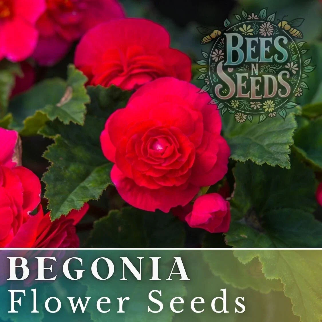 Royal Luxe Begonia Seeds - Non-GMO Flower Seeds for Indoor & Outdoor Gardens - Begonia x tuberhybrida, Vibrant Blooms, 45 or 125 Seeds