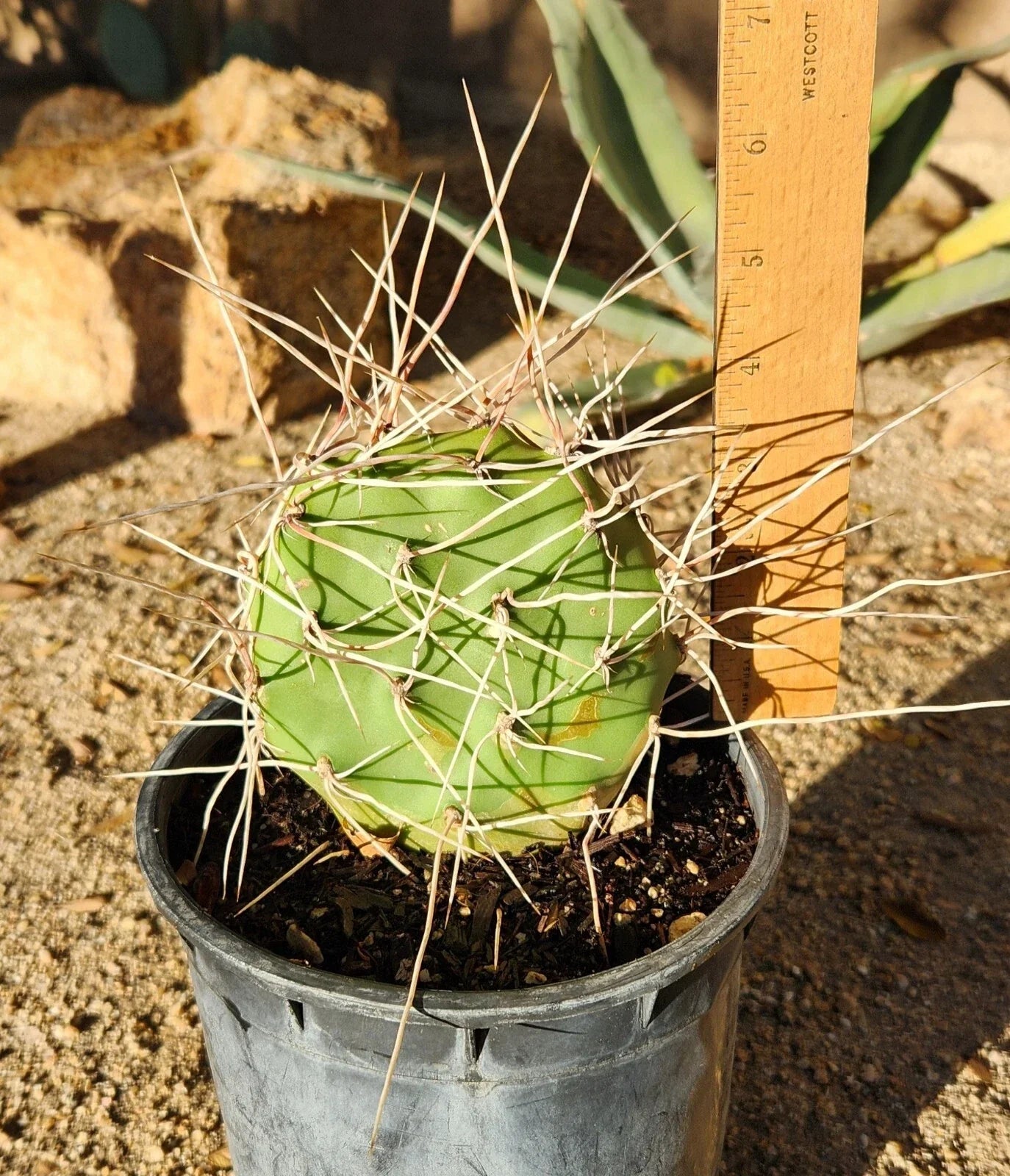 Opuntia Sulphurea Prickly Pear Cactus Pad Cutting - Live Rooted Segment - Drought-Tolerant Succulent Plant for Home Garden