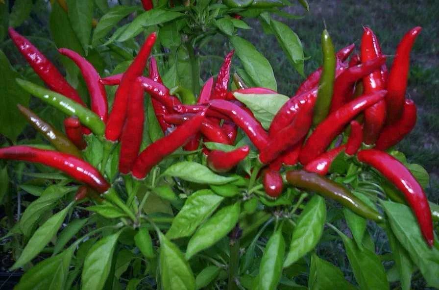 Organic Thai Bird's Eye Red Chili Pepper Seeds - Very Hot, Non-GMO, Capsicum annuum, Pack of 25, Spicy Peppers for Garden and Cooking